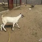 جفره بيشيه فاخره