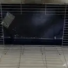 قفص حجمه كبير