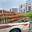نخل زينه واشنطونيا