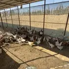 للبيع دجاج بلدي كوم ريش