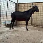 فحل مورسيانو