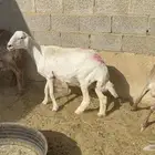 حريه دافع شرط