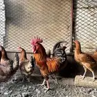 تم البيع