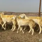 رخال حرية حرش 30 يتبعها 2