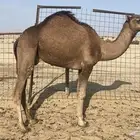 للبيع قعود أحمر