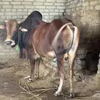 ثور بلدي للبيع