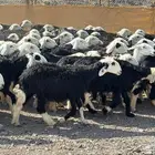 نجد صنف منوت القناي