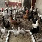 دجاج