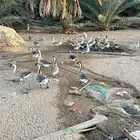 وز عراقي (كوبرا)