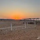 بادوك خيل غرف حديد تيوب