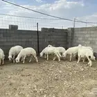 طليان جبره ذبايح