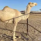 ناقه حره