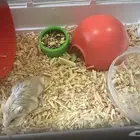 هامستر اليف صغير السن معى بيته واغراضه