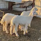 3 رخال حريات طيبات للبيع