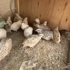 سمان بياض مكينه