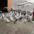 حمام مشكل للبيع