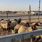 غنم نعيم نضيفه غنم برر سنها جذعات من 9شهور الى10 شهور