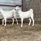جفار صنف بيشيات جم