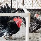 مشروع دجاج جبنيز مسحب للبيع