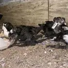 بط مصري فروخ