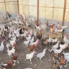 دجاج عمر 4 شهور بلدي وفيومي