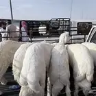 خرفان كفو صنف الصنف