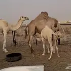 للبيع خلفة شمالية مزيون تحتها قعود الحليب طاسة 60