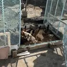 دجاج بلدي العمر 3 شهور السعر15