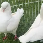 حمام كنق امريكي مستوى عالي