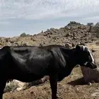 بقره