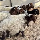 هرافي نعيم طيبه