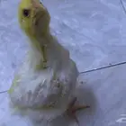 الحفيره