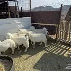 بهم حري تربيه