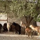 سواكن مرابي