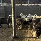 نعاج نجد مع الفحل