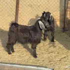 تيوس وجفار ذبايح