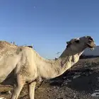 بعير مزيون