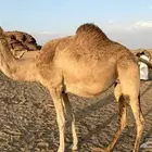 للبيع ناقه سبوق متلي على رياض بعير ابن حرب