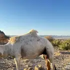 ناقه للبيع