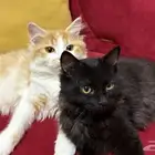 قطط تبني