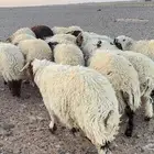 عدد 50 أضاحي نعيم بلدي