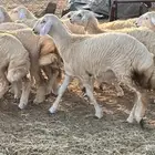 رخال مقنا جاهزه وصنف وفرصه إلا بيقني اعز مقنا يعلم الله