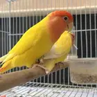 زوج روز بصحة ممتازة