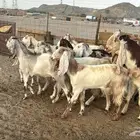 للبيع معزه هجين مصريات دفيع شرط 18 راس بي الفحل