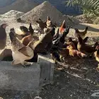 دجاج كفو