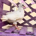 زغاليل فاخره