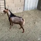 تيس قزمي حار