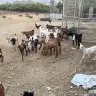 بهم ذكور أعمارهم شهريين