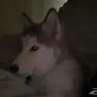 هاسكي انثى بيور للبيع