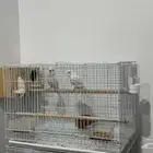 للبيع زوج بادجي البينو شرط